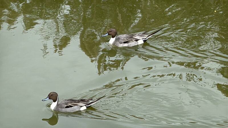 高雄沿海茄萣濕地近日出現冬候鳥「尖尾鴨」成群活動，吸引不少賞鳥民眾駐足觀察。（高雄市工務局提供）