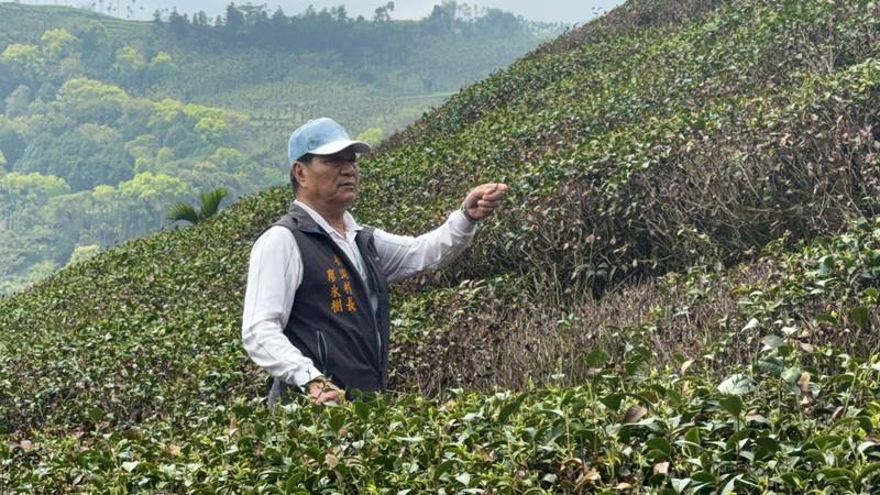 目前正值春茶萌芽階段，雲林縣古坑鄉樟湖村長廖永樹（圖）坦言，自己種茶逾40年，今年乾旱程度少見，自家茶園受損近9成，即使從農曆年後投入人力載水灌溉，效果仍有限。