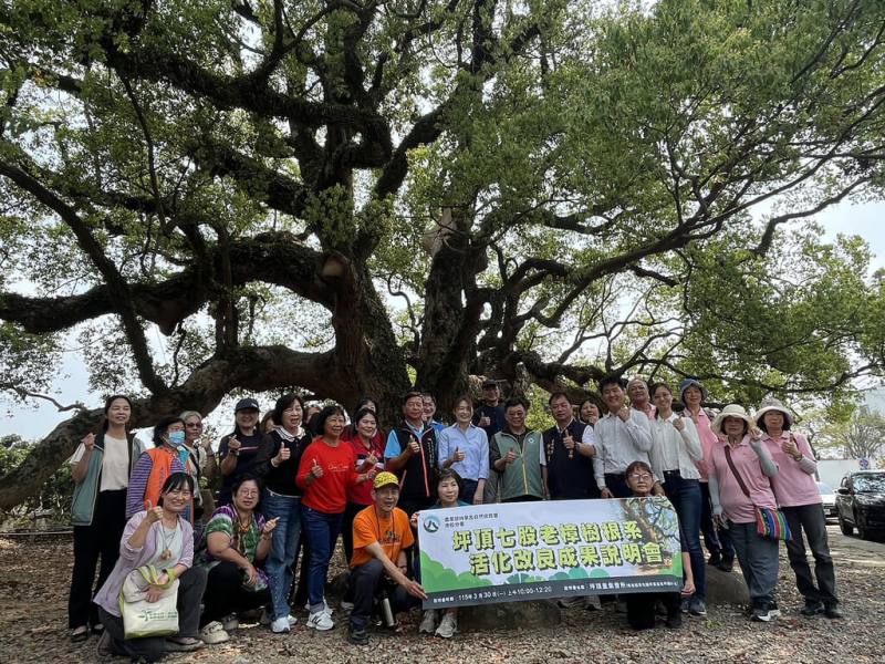 農業部林業及自然保育署南投分署30日舉行「坪頂七股老樟樹根系活化改良成果說明會」時表示，南投縣草屯鎮坪頂里樟樹「七股神木」遭雀榕纏繞，且有腐朽問題，經分署與樹醫團隊、地方居民合作，已恢復健康生長。（林業及自然保育署南投分署提供）