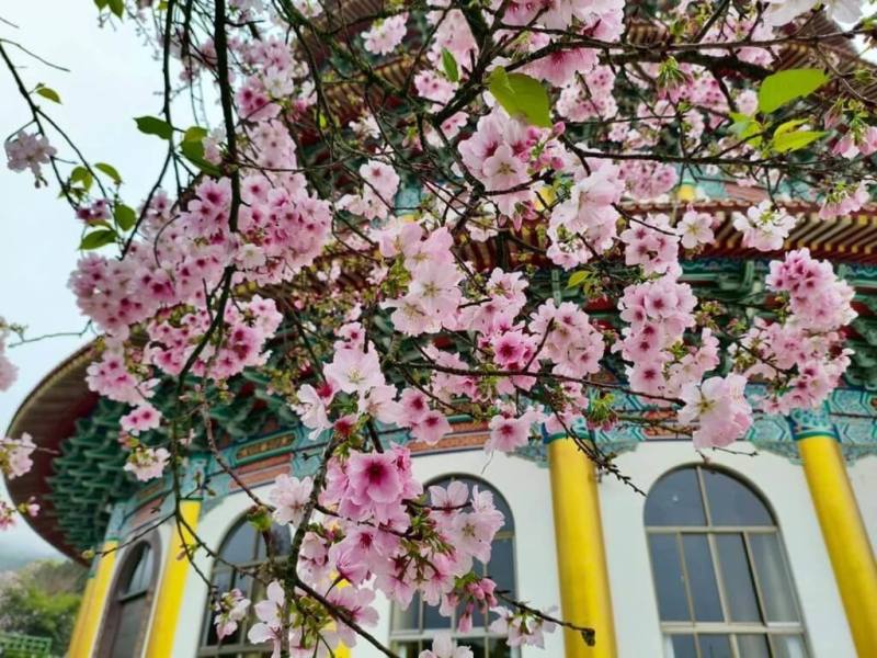 新北市政府景觀處表示，淡水區的吉野櫻已陸續綻放，其中天元宮是攝影愛好者與賞花民眾朝聖熱點。（市府提供）