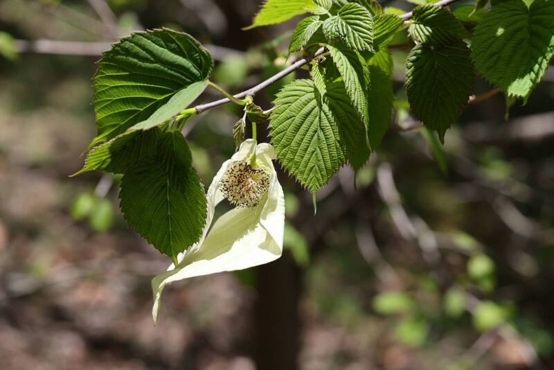 林試所介紹，珙桐原產於中國西南高山地區，因白色苞片形似成群白鴿展翅，又被稱為鴿子樹，是兩岸交流的樹種，已成為碧綠溪春末賞花焦點。（林業試驗所提供）
