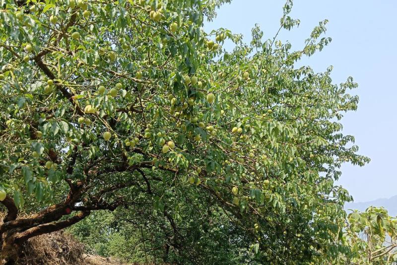 台南地區從民國114年底以來雨量偏少，導致楠西區梅嶺地區部分果園結果率偏低，結果率稍好的園區中，也有些面臨果實未達具經濟價值收成標準情況。
