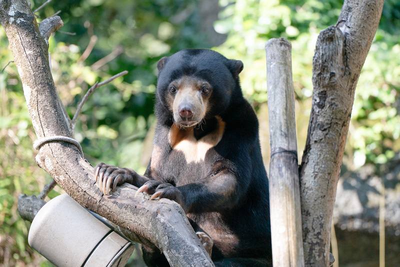 為助益東亞區域整體馬來熊域外保育，台北市立動物園馬來熊姊弟「小熊妹」（圖）、「熊霸」抵達有照護經驗的日本北海道札幌市円山動物園。（台北市立動物園提供）