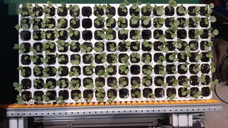 台中區農業改良場研發具自動辨識與剔除功能的「穴盤苗株篩選機」，效率較人工目視選苗提升3倍以上。