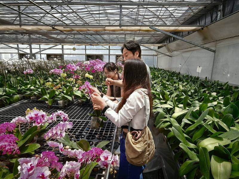 南非台灣業者姜義苗的蘭花品牌JC Glamorous Orchids設立於約翰尼斯堡山同高級社區溫室內，他向中央社記者介紹其精心培植的蘭花，花瓣厚實柔軟、色澤鮮豔。