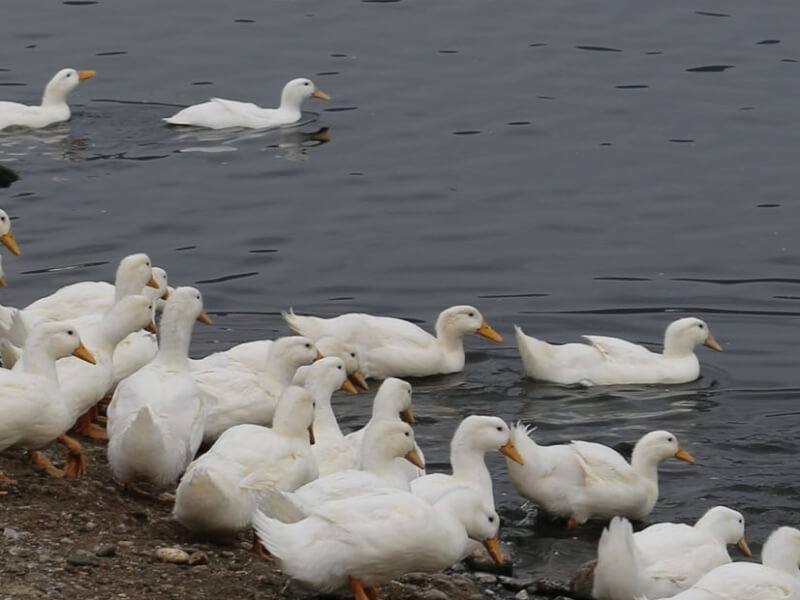 台灣檢出首例本土H7新型A型流感病例，70多歲彰化鴨農確診。圖為養鴨場示意圖。（中央社檔案照片）