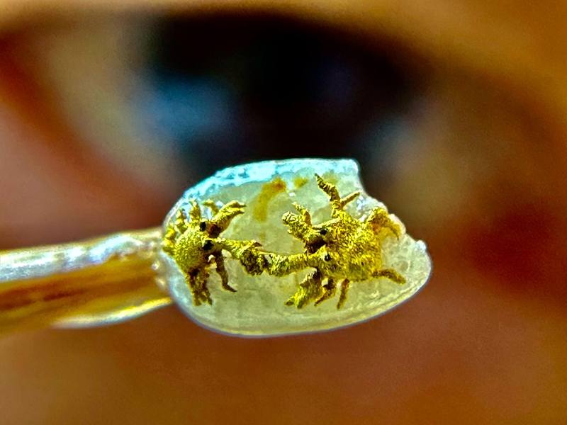 毫芒雕刻藝術家陳逢顯以新店溪生態復育為靈感，近期創作出僅0.2公分黃金毛蟹微雕，結合生態與工藝之美。（陳逢顯毫芒雕刻館提供）