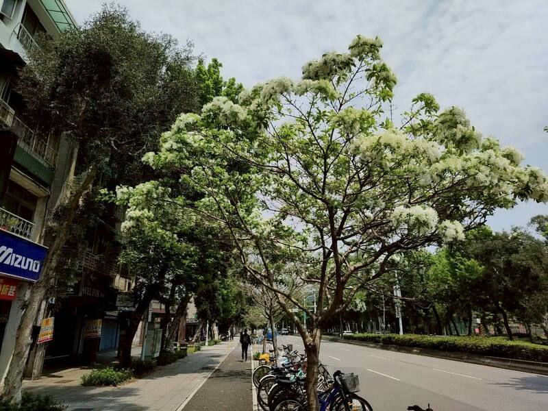 台北市公園處4日表示，內湖行善公園及台大周邊新生南路的流蘇樹皆已綻放雪白花朵，微風吹來就會下起「四月雪」。（台北市公園處提供）