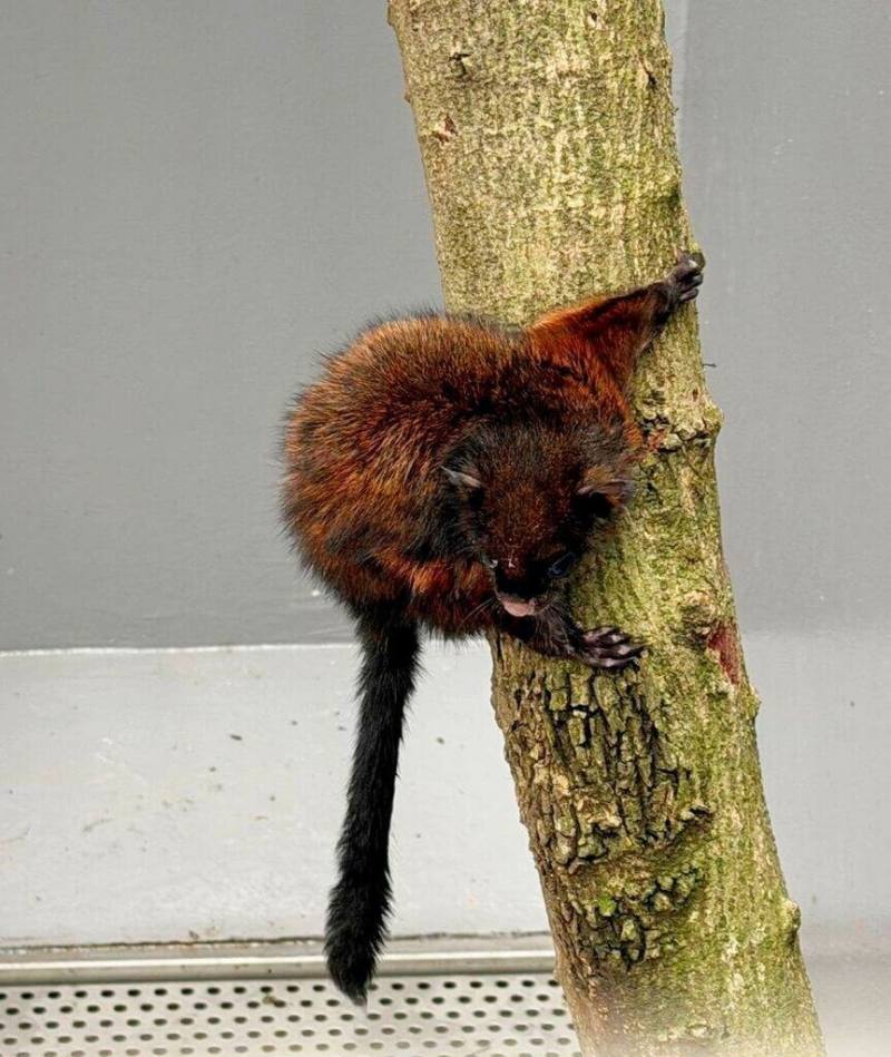 新北市首座野生動物救傷收容中心日前於三芝動物之家啟用，收容物種涵蓋哺乳類、猛禽及兩棲爬蟲類，並依不同物種特性建置模擬棲地。圖為大赤鼯鼠。（新北市動保處提供）