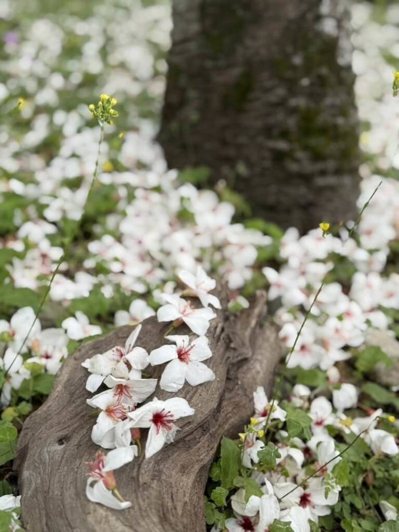 位在花蓮縣吉安鄉的南華林業文化園區種植約300棵油桐花樹，每年4月間花期盛開，隨風飄落有著「春天雪」的美稱，受到年初低溫影響，今年開花時間較晚，目前花況約3成，林業保育署花蓮分署預估9日起進入盛開期。（林業保育署花蓮分署提供）