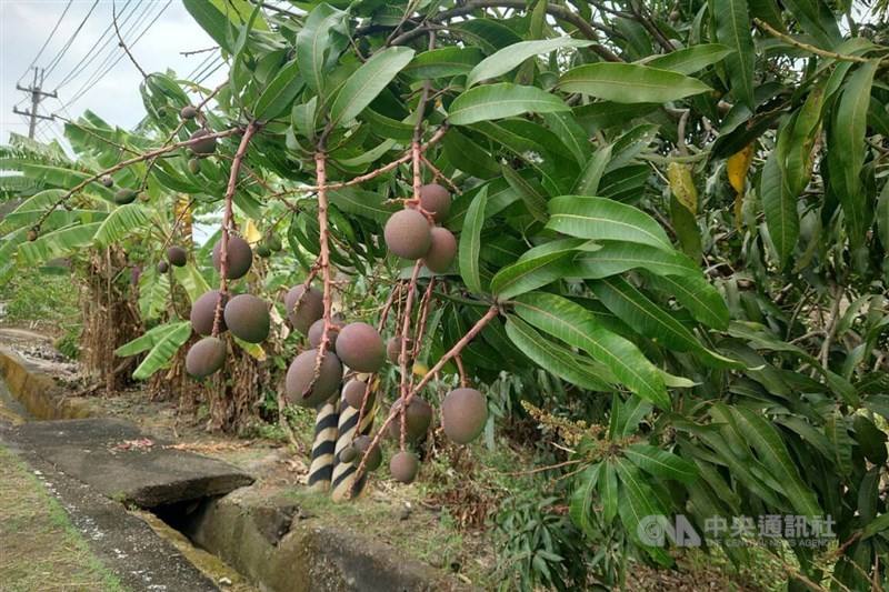 Mango fruits grow healthily on trees in Tainan. CNA photo April 5, 2026