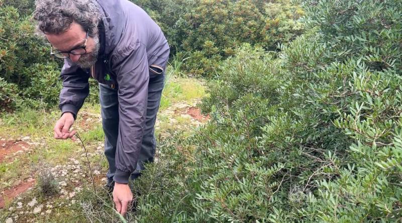 義大利南部薩倫托一帶因為過去生活貧窮，當地人習慣在郊外採集野菜、小蝸牛入菜，這樣的習慣迄今仍保留。圖為當地單車旅遊業者卡雄內（Carlo Cascione）示範採集野蘆筍