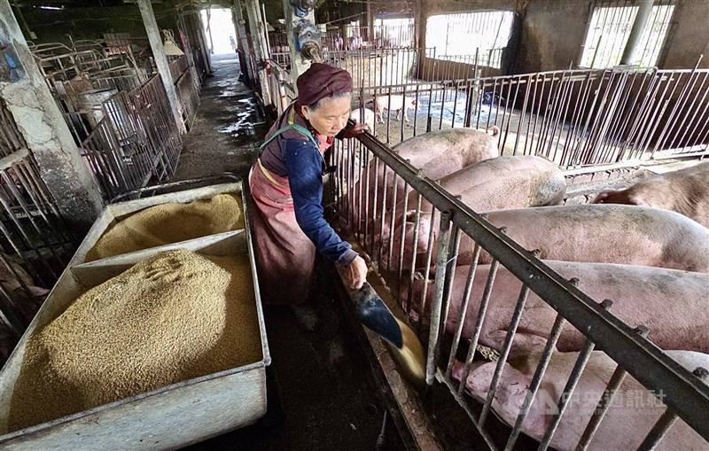 圖為高雄豬農以飼料投餵養豬場內豬群。（中央社檔案照片）