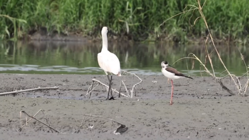 台東太平溪緊急疏濬完工　黑面琵鷺現蹤