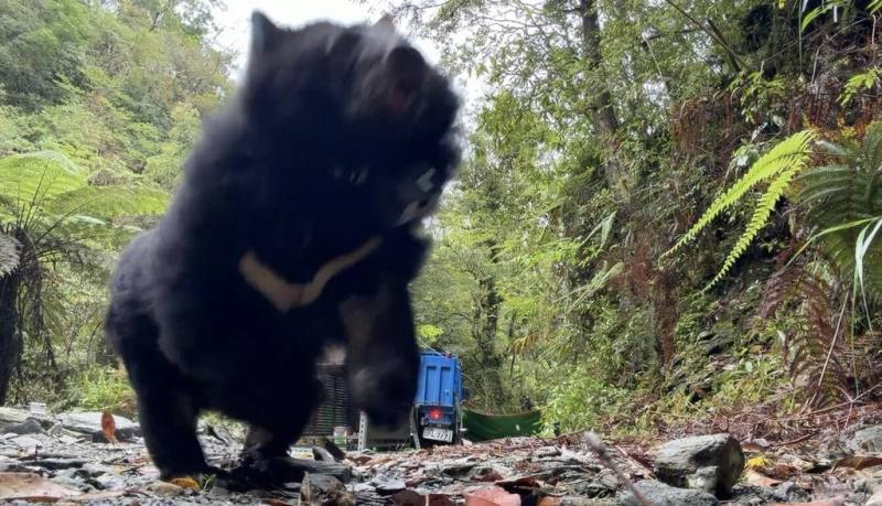 花蓮縣卓溪鄉太平村部落族人於114年3月，救傷1隻誤中套索陷阱的母熊。當地布農族人為母熊命名「烏莉」（Uli），經手術照顧後，8日順利野放。