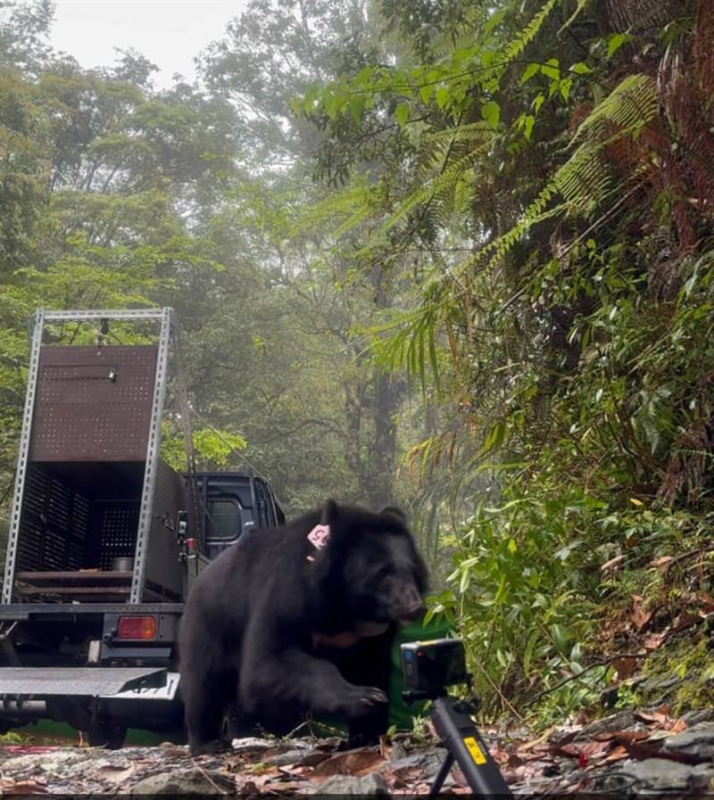 Formosan black bear cub “Mua” being released back into the wild in Hualien’s Zhuoxi Township on Wednesday