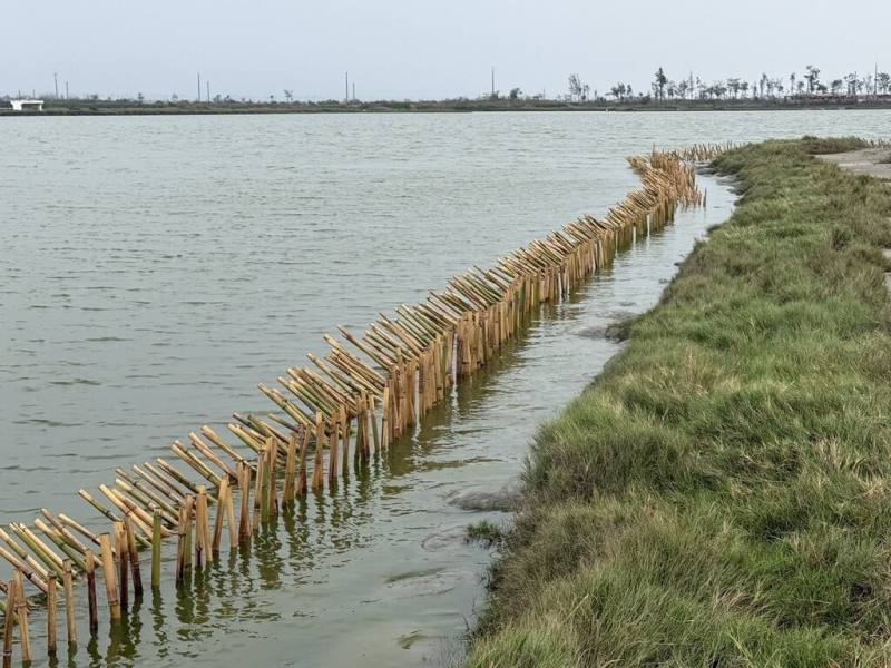 嘉義縣布袋鹽田濕地為國家級濕地也是鳥類小燕鷗重要繁殖場域，縣府近日委託保育專家帶領當地居民在此設置竹樁圍籬降低遊蕩犬侵擾。