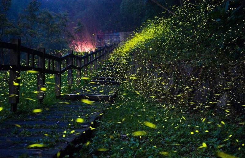 連日雨後，嘉義縣山區螢火蟲大爆發，攝影師洪年宏近日在竹崎鄉光華頂笨仔遊憩區拍下大量螢火蟲飛舞，形成夜間夢幻美景。