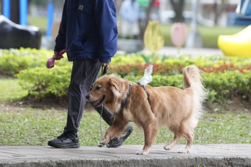 圖為民眾在台北市士林區遛狗。
