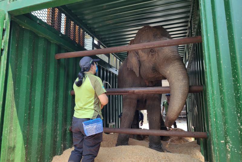台北市立動物園亞洲象「友信」和「友愷」10日正式搬家到非洲動物區，園方表示，兩頭大象將先適應環境，遊客想看得再等等。