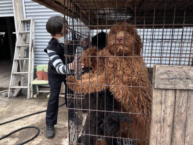 嘉義縣家畜疾病防治所3月初查獲黑心繁殖狗場，現場共發現飼養63隻品種犬全數沒入，包括圖中的巨型貴賓。