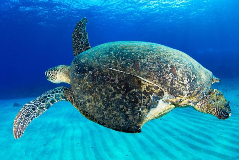 居住在小琉球海域的綠蠵龜「小破洞」曾2度被記錄到遭螺旋槳擊中重傷，中研院攜手公民科學團隊研究發現，牠首次受傷過了695天才記錄到傷口完全癒合，牠後來再遭螺旋槳打擊，也經歷500多天才恢復。