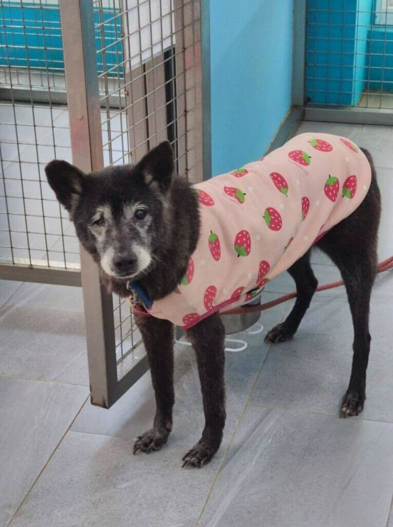 新北市動保處推出長照動物認養支持措施，凡認養名單內年長、殘疾或患慢性病的毛孩，可享終身免費醫療照護。圖為中和動物之家的LILI。