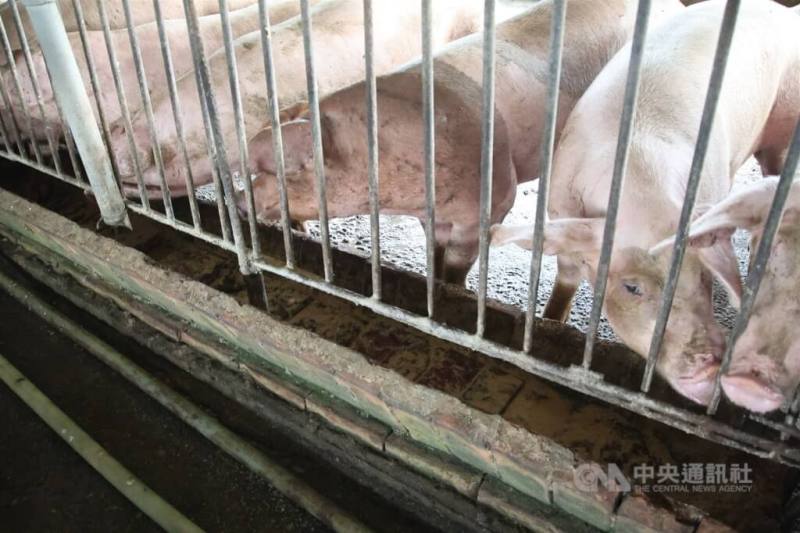 圖為高雄市一處養豬場內豬隻。