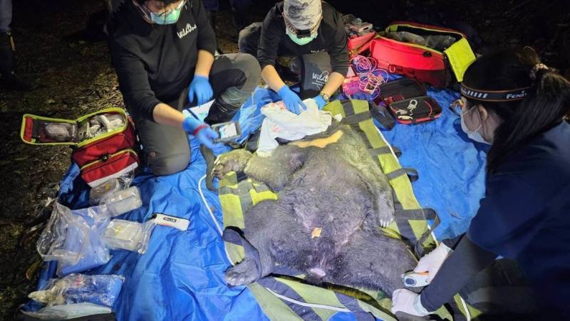 台東縣延平鄉武陵部落將在18日舉辦射耳祭，9日晚間前哨巡邏人員在山區發現受困套索的年輕黑熊，族人投入救援行動，協助脫困。