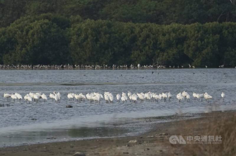高雄永安溼地每年冬季都可見不少黑面琵鷺等候鳥造訪過冬。（中央社檔案照片）