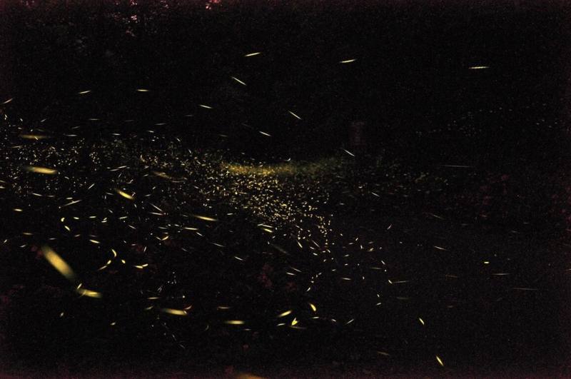 桃園北橫賞螢季預計在4月中旬登場，桃園市政府觀光旅遊局表示，桃園北橫一帶生態環境優越、低污染，從大溪區延伸至復興區都能尋獲螢火蟲蹤跡。（桃園市政府觀光旅遊局提供）