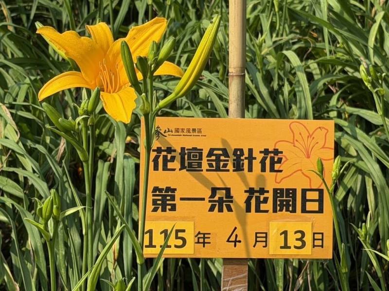 彰化縣虎山巖金針花13日開出16朵「首日花」，預計4月底至5月初迎來30萬朵齊放美景，花期估持續至6月。