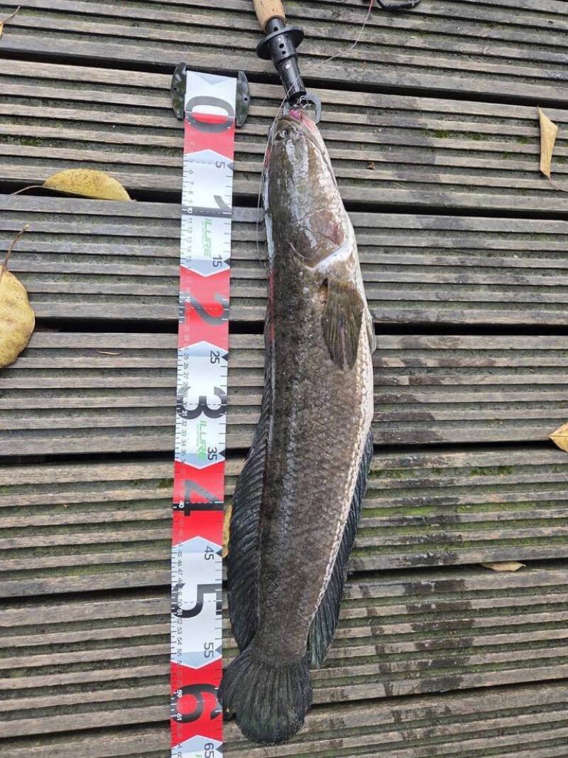 為維護羅東林業文化園區貯木池原生魚的生存環境，林業及自然保育署宜蘭分署11日舉辦外來種魚類移除活動，共釣起130尾，其中最大尾為長度65公分的泰國鱧（圖）。