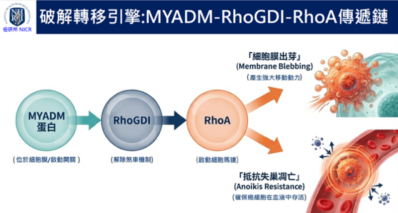 國衛院發現關鍵蛋白MYADM