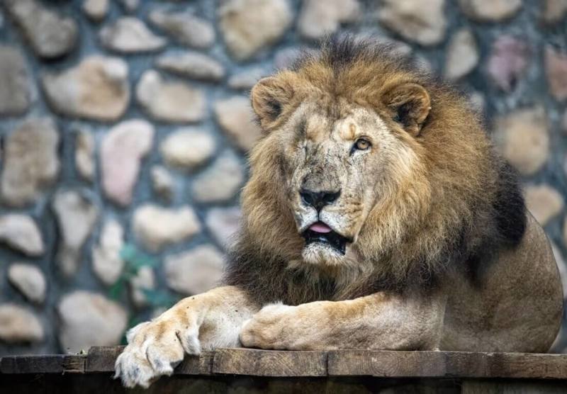 高雄壽山動物園深受遊客喜愛的非洲獅「二哥」，13日在保育員與醫療團隊陪伴下離世。