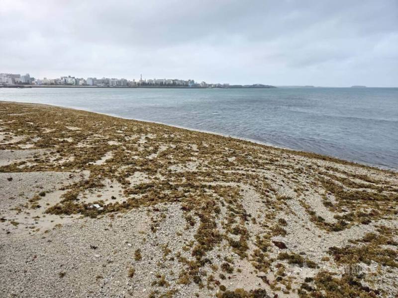 澎湖沿岸沙際，最近隨著海水的漲退潮，布滿著脫落的綠、褐及紅色的各式海藻，增添不同以往的風貌。