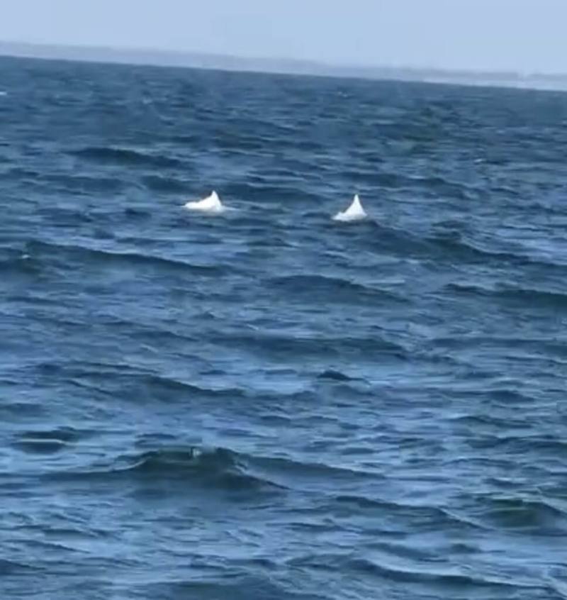 台南市政府15日發布中華白海豚首度現蹤台南海域影像，展現台灣西海岸重要漁場海洋復育成果。