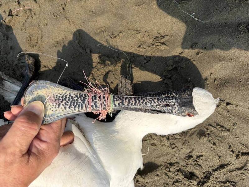 苗栗縣政府農業處15日表示，後龍鎮海岸日前發現1隻保育類黑面琵鷺，嘴喙及腳部遭魚線纏繞，奄奄一息，經送醫救治仍死亡。