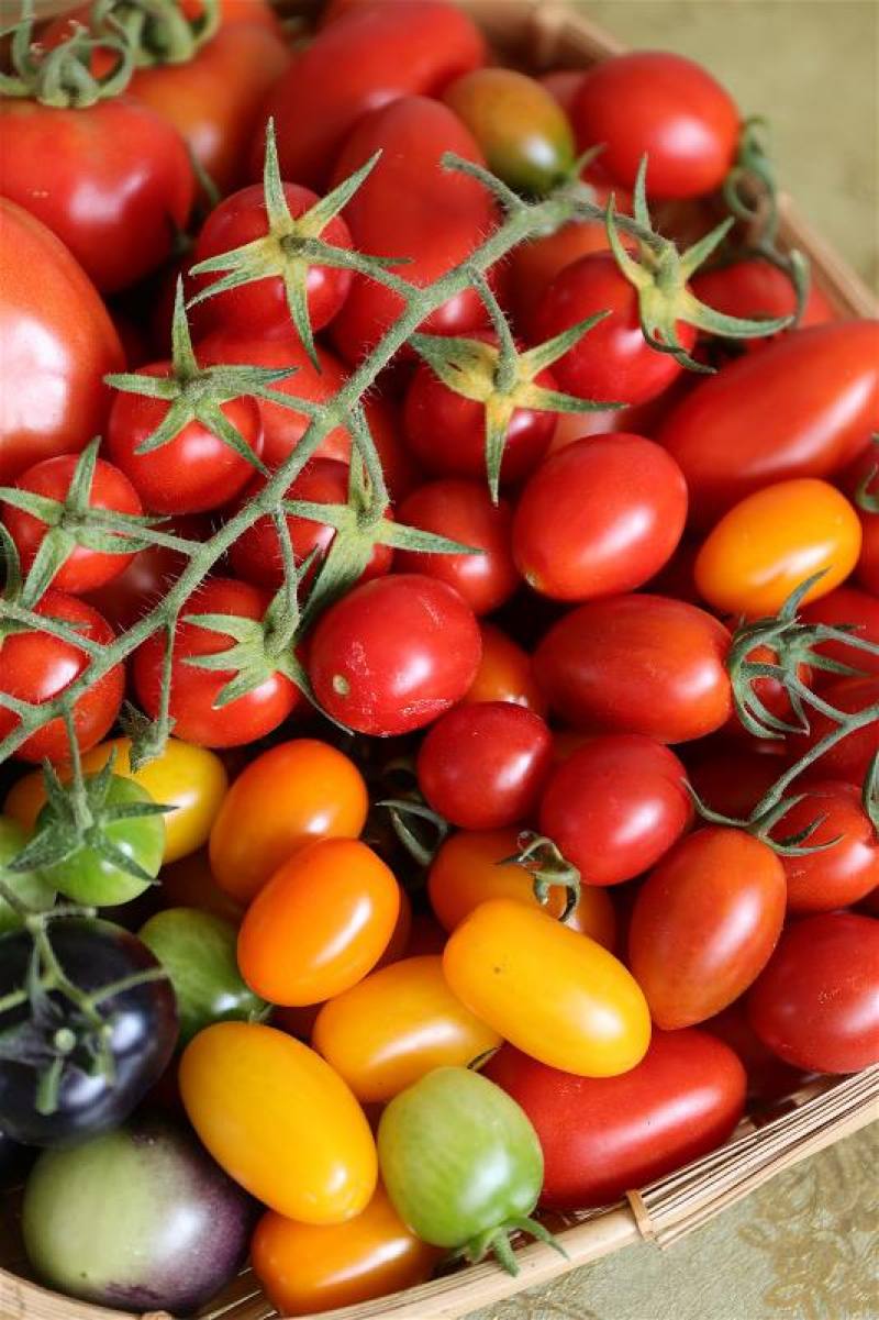 不同顏色和品種的番茄，具有不同層次的酸與甜。Tomatoes of different varieties come in different colors and have different levels of sweetness and acidity.​​