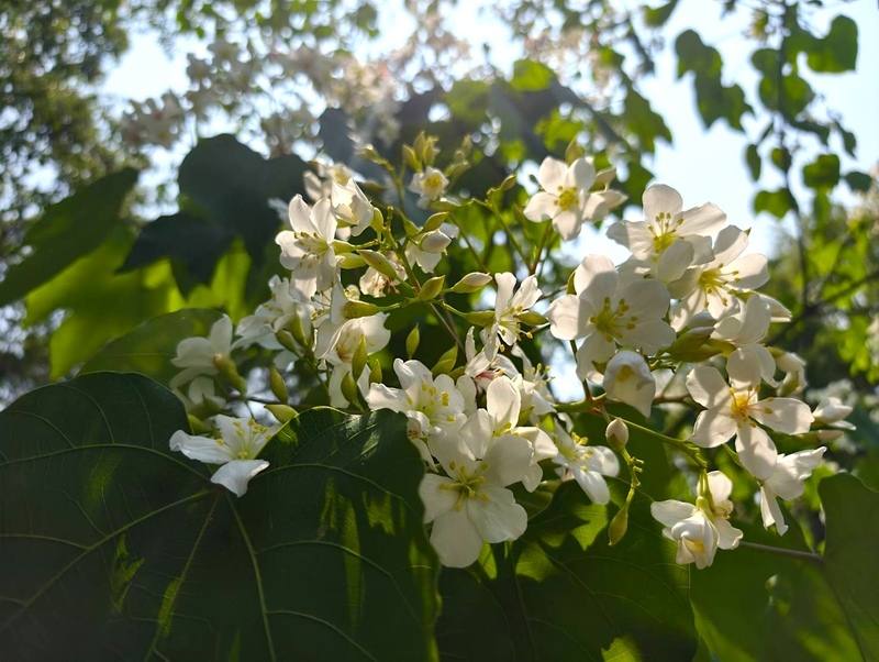 迎接「五月雪」，苗栗境內多處山林已有桐花綻放，縣府18日起推出2026苗栗桐花祭系列活動，邀請民眾造訪苗栗山林欣賞雪白桐花，體驗客庄人文風情。