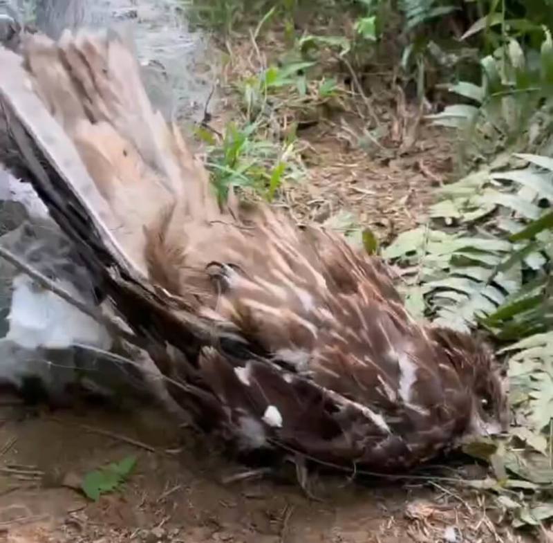 基隆動保所日前在暖暖山區查獲大型非法鳥網，有12隻鳥禽掛網，其中保育類黑鳶（圖）一度被認為氣絕，卻突然對人員眨眼，展現強韌生機，目前已送往台灣猛禽研究會接受專業照護。（基隆市動物保護防疫所提供）