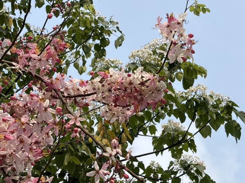 2026台南市桐花祭18日在楠西梅嶺大湖桶桐花步道揭幕，市府表示，桐花是當代客家重要象徵，看見桐花就是看見客家；楠西梅嶺則具備全台最早、緯度最南地理優勢，歡迎大家走訪賞花。（台南市政府提供）