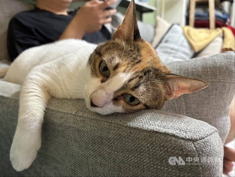 A cat rests beside its owner on an armchair. CNA file photo