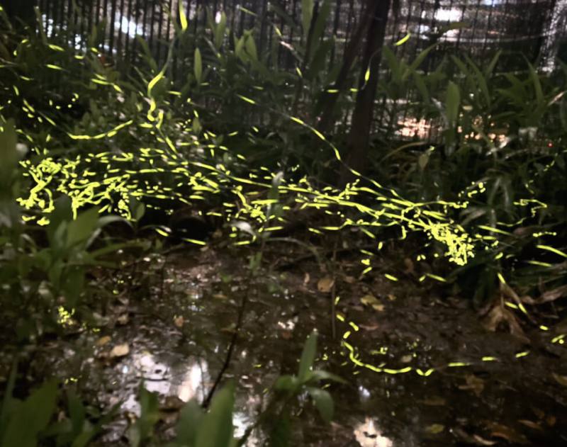 台北市教育局分享環教中心辦理夜探北市僅存的古濕地馬明潭觀賞螢火蟲的活動，在市區就能深度體驗生態、習得知識，活動至5月3日止，籲請市民把握。（台北市教育局提供）