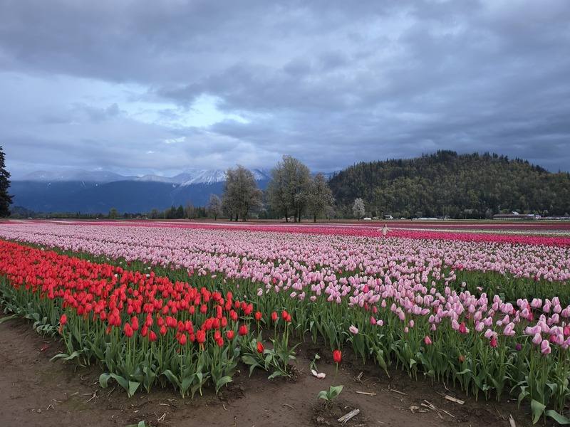 哈里森鬱金香節（Harrison Tulip Festival）是加拿大最大的鬱金香節，白雪皚皚的山腳下可見1400萬株色彩斑斕的鬱金香織錦。
