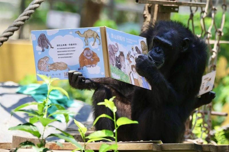 響應4月23日「世界閱讀日」，壽山動物園為黑猩猩打造「藏食瓦楞紙書」，同時訓練其觀察力和手指靈活度。（高雄市觀光局提供）