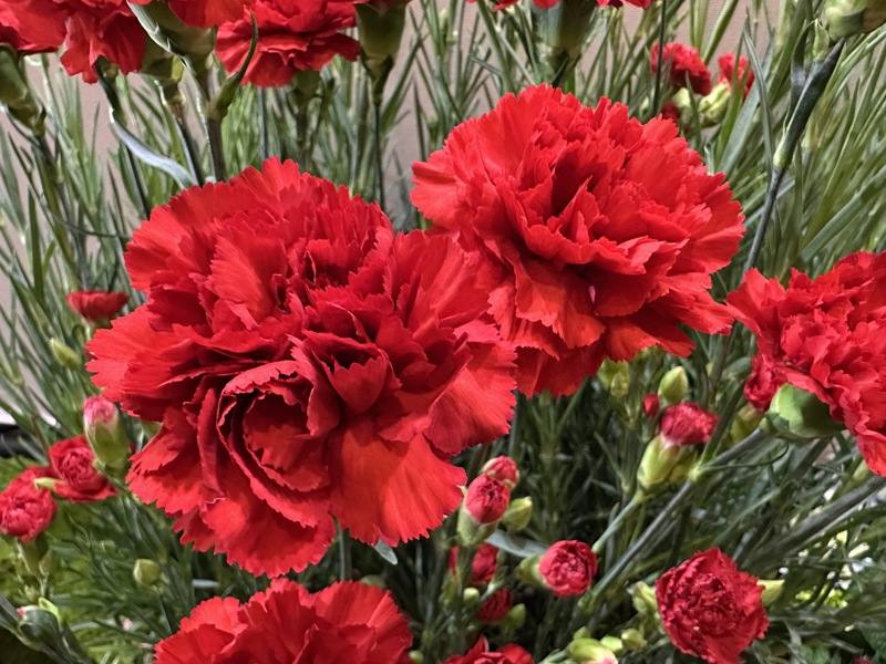 母親節將至，康乃馨進入銷售旺季，彰化縣田尾鄉農會22日舉辦「花現田尾．馨意滿滿」康乃馨行銷記者會，推出預購優惠價格每枝新台幣20元，鼓勵消費者提早選購。