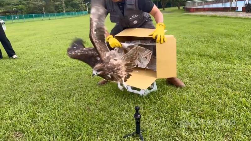 基隆市動物保護防疫所日前在暖暖山區救起一隻掛網黑鳶（圖），取名「眨眼」，經近一週照護後，「眨眼」已恢復活力，22日下午在暖暖運動公園完成野放。