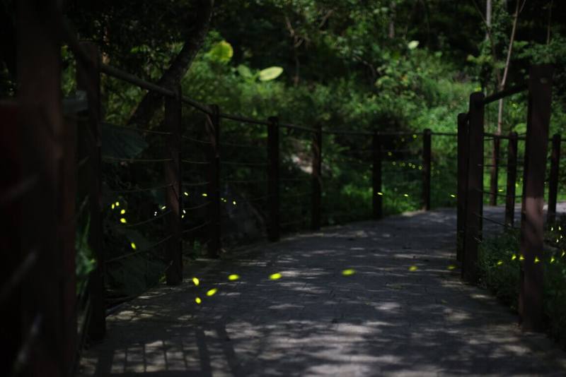 八仙山國家森林遊樂區「童螢季」將在4月25日、5月2日及5月9日登場，由專業導覽帶領民眾走訪親水區步道，在不打擾自然的前提下觀察螢火蟲飛舞。（林業保育署台中分署提供）