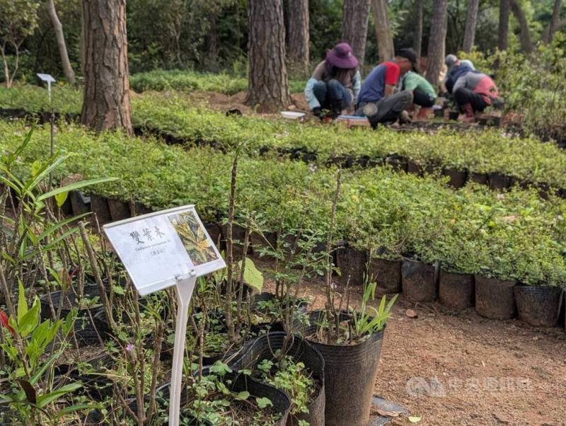 金門國家公園管理處中山林苗圃每年培育樟樹、烏桕等約30種原生植物，提供約8000株苗木，支應園區植樹造林、社區美化、棲地復育及企業ESG植樹專案等多元需求